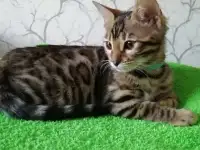 Бенгальская девочка