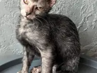 Ликой котята, фотография 3