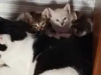 Отдам котят