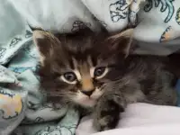 Мейн Кун, фотография 5