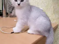 Британские серебристые котята, фотография 4