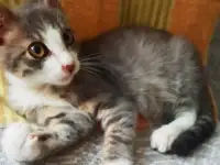 Мальчик Оскар в добрые руки, фотография 4