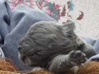 Щенки Кане Корсо, фотография 6