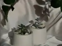 Растения