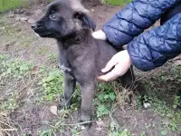 Красивые щенки ищут дом. Находятся на передержке в г Пинске, фотография 4