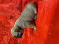 Щенки СРОЧНО, фотография 7