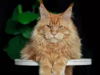 мальчик породы Мейн-кун