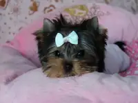 Кукольный щенок Йорка, фотография 2