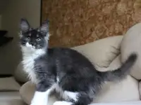 Мейн-кун кошечка!, фотография 5