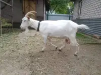 Продается дойная коза альпийской породы