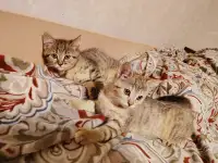 Шотландские мальчик и девочки, фотография 4