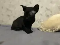 Не линяющие котята, фотография 2