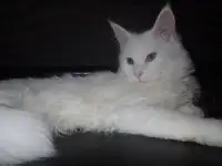 Мейн Кун, фотография 2