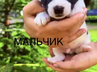 Продам щенков Джек Рассел терьера, фотография 5