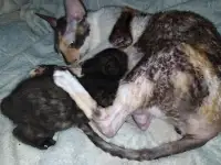 Котята девон рекс, фотография 4
