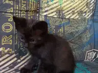 котята в добрые руки, фотография 2