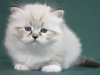 Сибирский котенок, невский маскарадный котенок, фотография 2