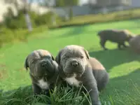 Щенки Кане Корсо, фотография 6