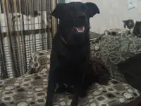 Чёрный красавчик ищет хозяев
