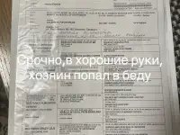 Щенок амстафа 8 месяцев, фотография 2