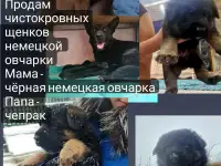 Продам щенка немецкой овчарки, фотография 5