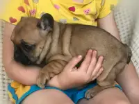 Французский бульдог, фотография 3