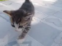Свои котята в дар, фотография 2