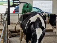 Механические щётки чесалки для КРС, фотография 2