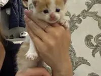 Котенок даром, фотография 4