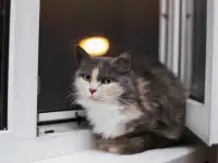 Сладкая кошечка Луна ищет дом!, фотография 6