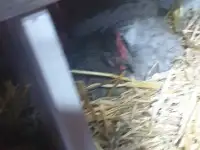 продам домашние яйца, фотография 2