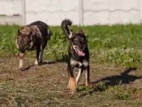Собака в дар