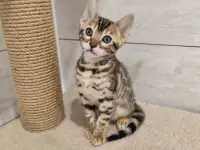 Бенгальские котята девочка, фотография 2