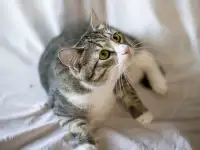 Чудесная кошечка Голди в дар, фотография 2