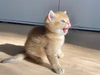 ЗОЛОТАЯ ШИНШИЛЛА шотландские котята, фотография 3