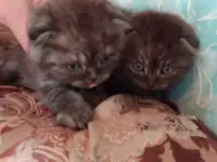 Шотландские котята, фотография 5