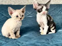 Котята девон рекс, фотография 2