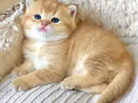 ЗОЛОТАЯ ШИНШИЛЛА шотландские котята, фотография 3