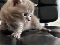 Шотландские котята, фотография 2