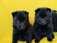 Шипперке