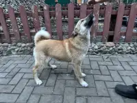 Западно-сибирская лайка