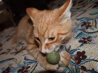 Домашний котенок 4 мес. Любит спать на ручках, добрый, очень нежный, фотография 9