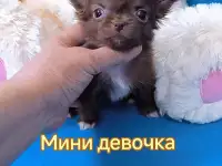 Чихуахуа мини девочка шоколадная есть очень красивые мальчики, фотография 2