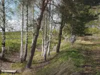 Продам сдам в аренду участок с домом в 14 км от Витебска, фотография 2