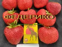 САЖЕНЦЫ КЛУБНИКИ - 50 сортов  - купить в Москве и Смоленске  СПБ, фотография 8
