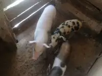 Домашние поросята