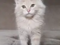 Курильский бобтейл, фотография 2