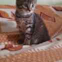 Котята в добрые ручки, фотография 4