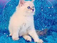 невские маскарадные котята-резерв, фотография 7