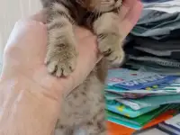Котята британцы, фотография 3